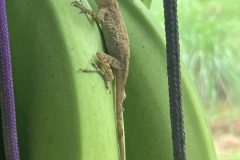 IMG_1153-scaled